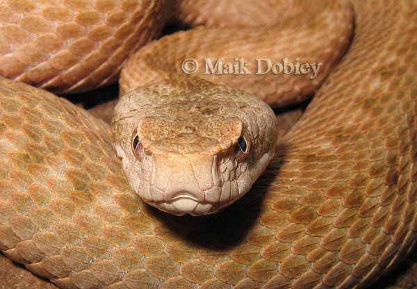 Vipera orlovi female Portrait copia.jpg [117 Kb]